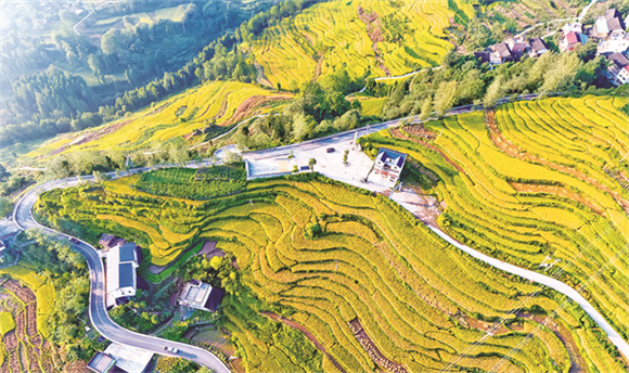 栗子乡有机水稻种植基地（资料图片）。丰都新闻网供图